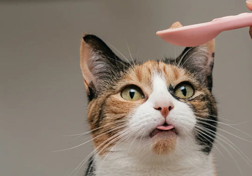 Cat Treat Squeeze Spoon (2-Pack) – The Ultimate Mess-Free Wet Food Dispenser My Store