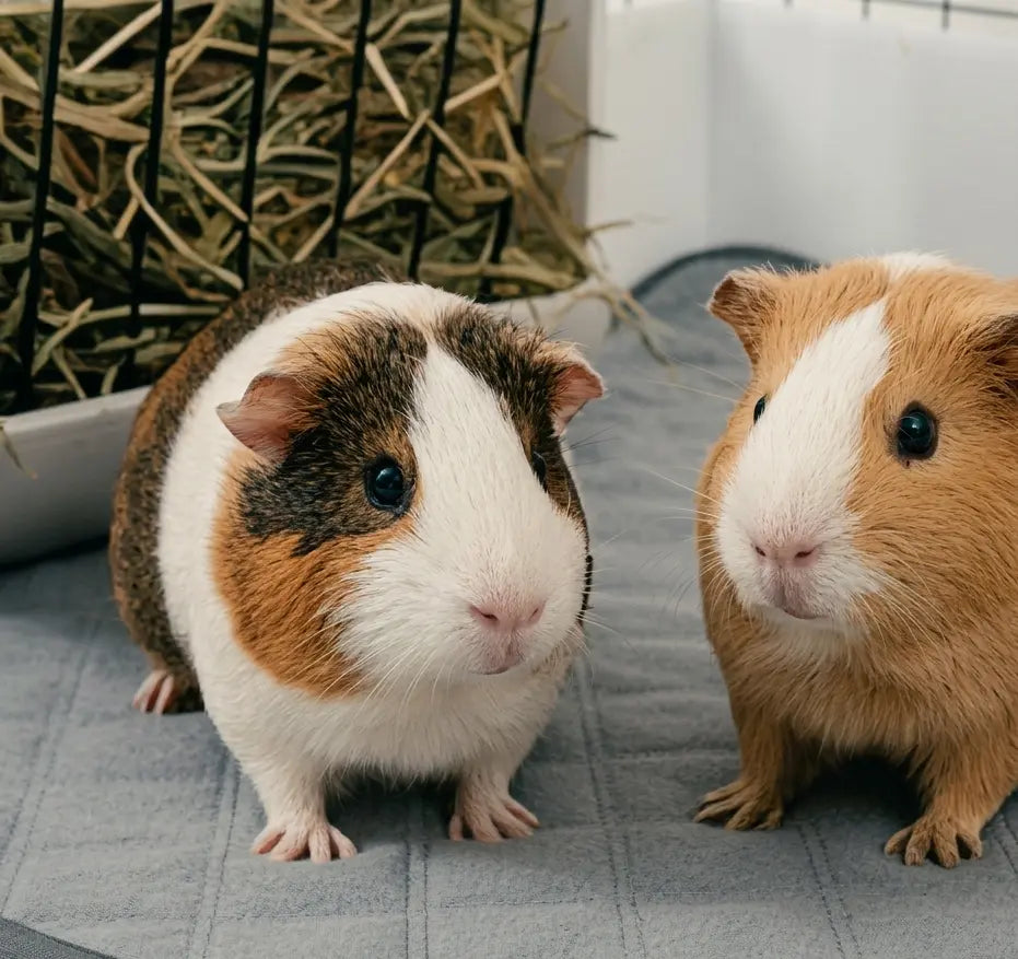 Two guinea pigs standing on a gray checkered surface with a hay basket in the background.