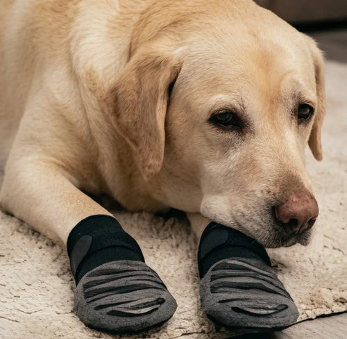 4-Pack Rugged Grip Anti-Slip Dog Socks | Premium Paw Protection & Traction Control My Store