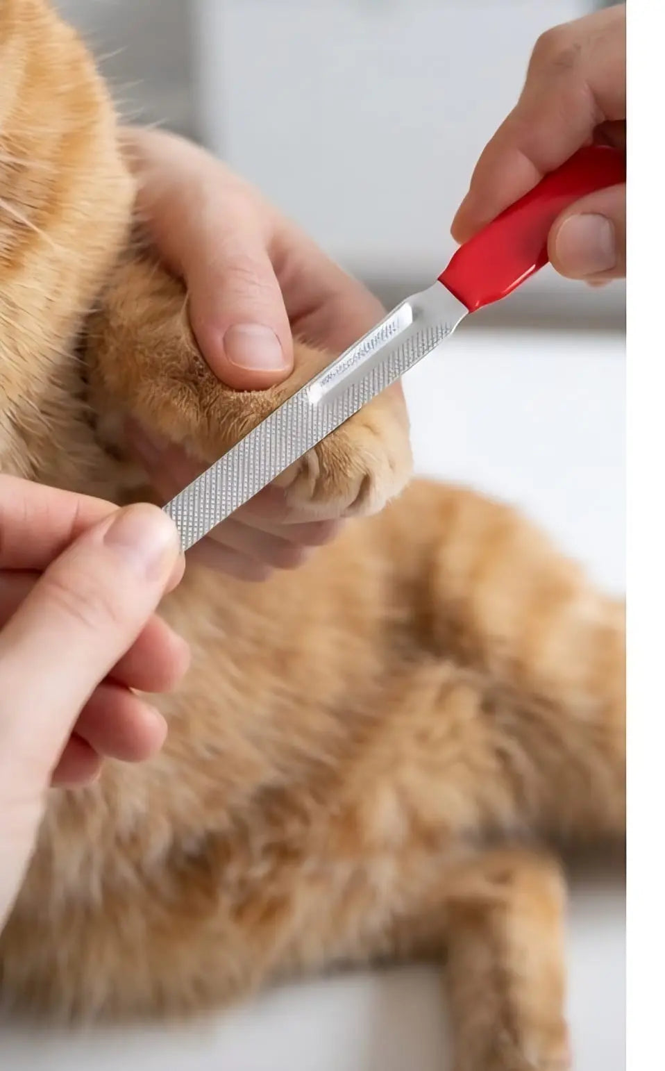 Heavy Duty Pet Nail Clippers and File Set for Large Dogs & Cats - Thick Claw Trimmer My Store