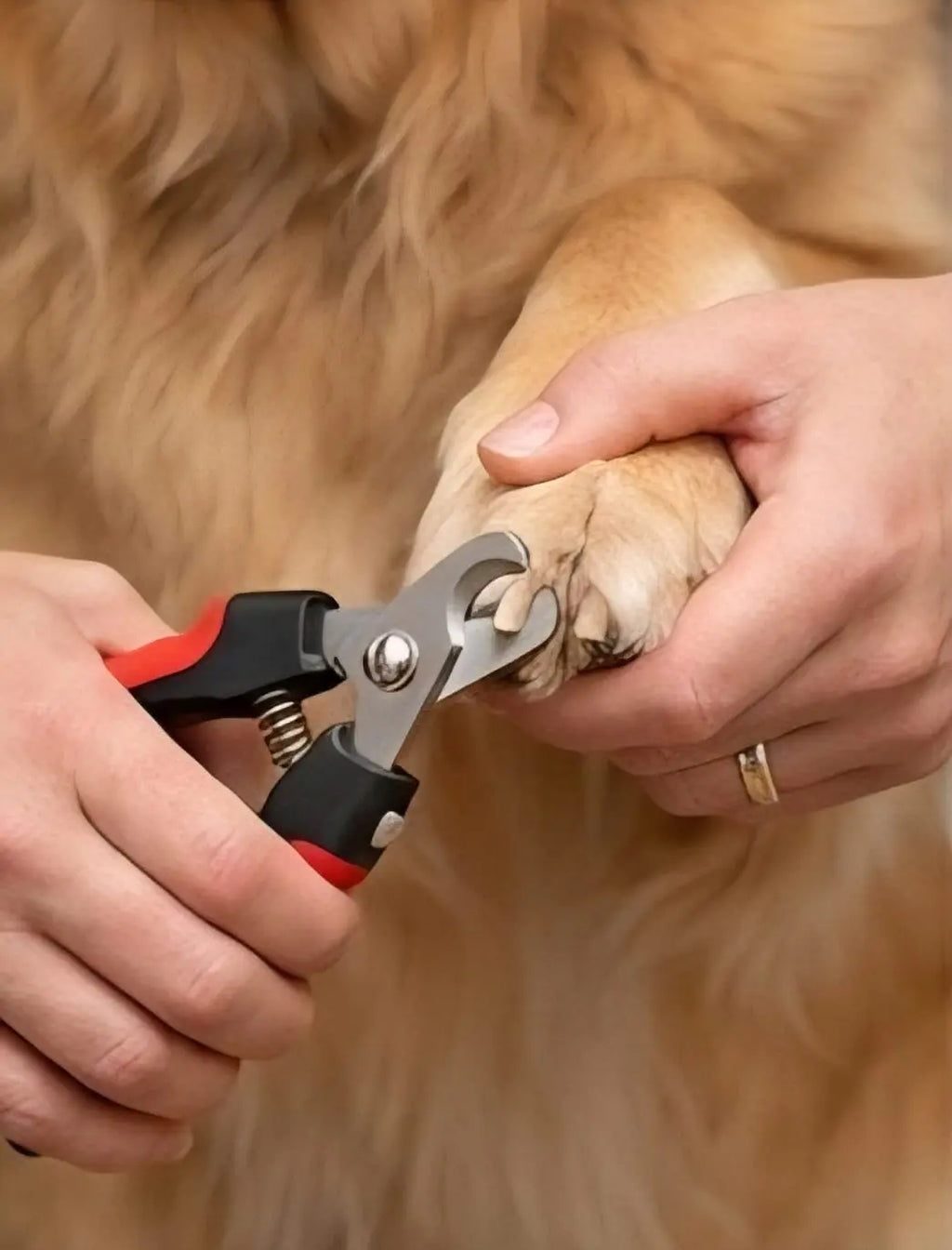 Heavy Duty Pet Nail Clippers and File Set for Large Dogs & Cats - Thick Claw Trimmer My Store