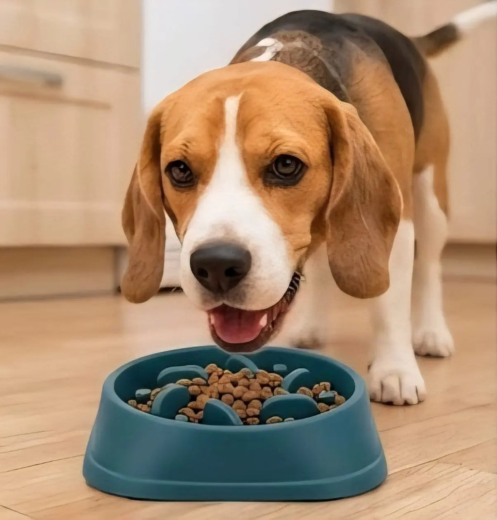Dog eating from a blue slow feeder bowl on a wooden floor.