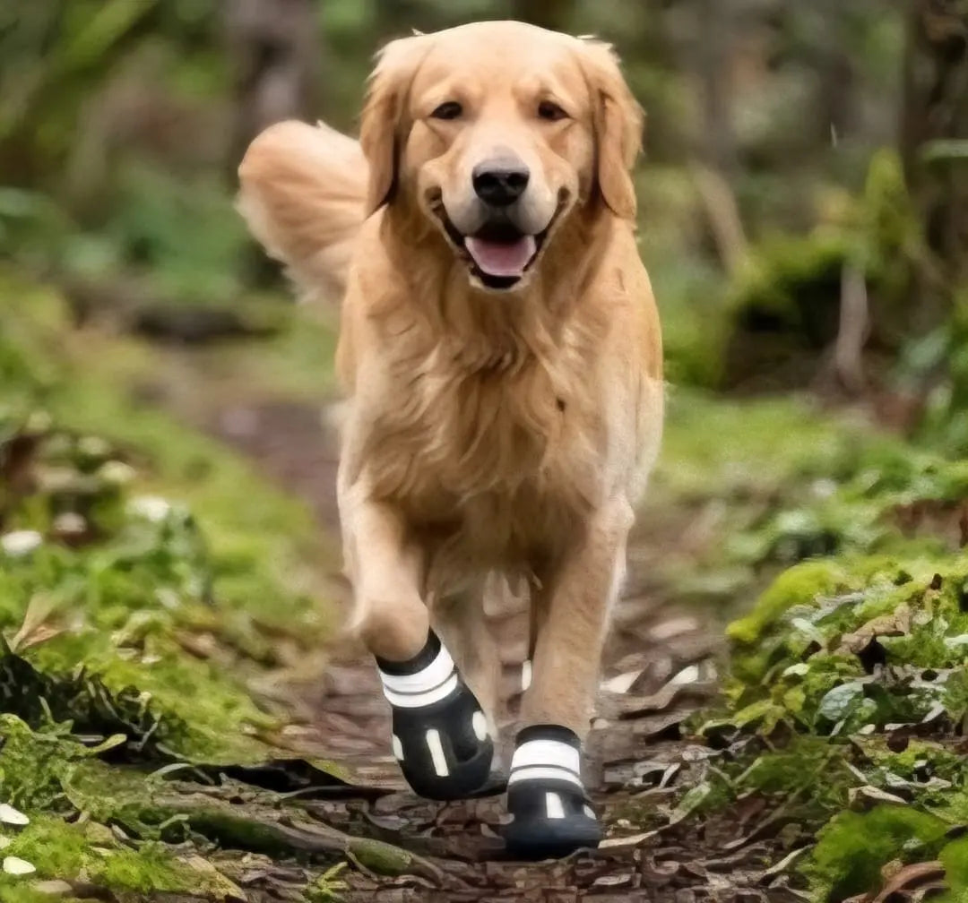All-Weather Waterproof Dog Boots – Non-Slip Rain & Snow Booties My Store